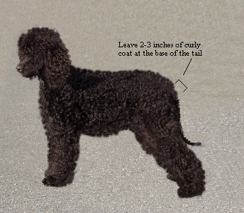 Can You Use Clippers On Wet Dog Hair Can You Use Clippers On Wet Dog Hair